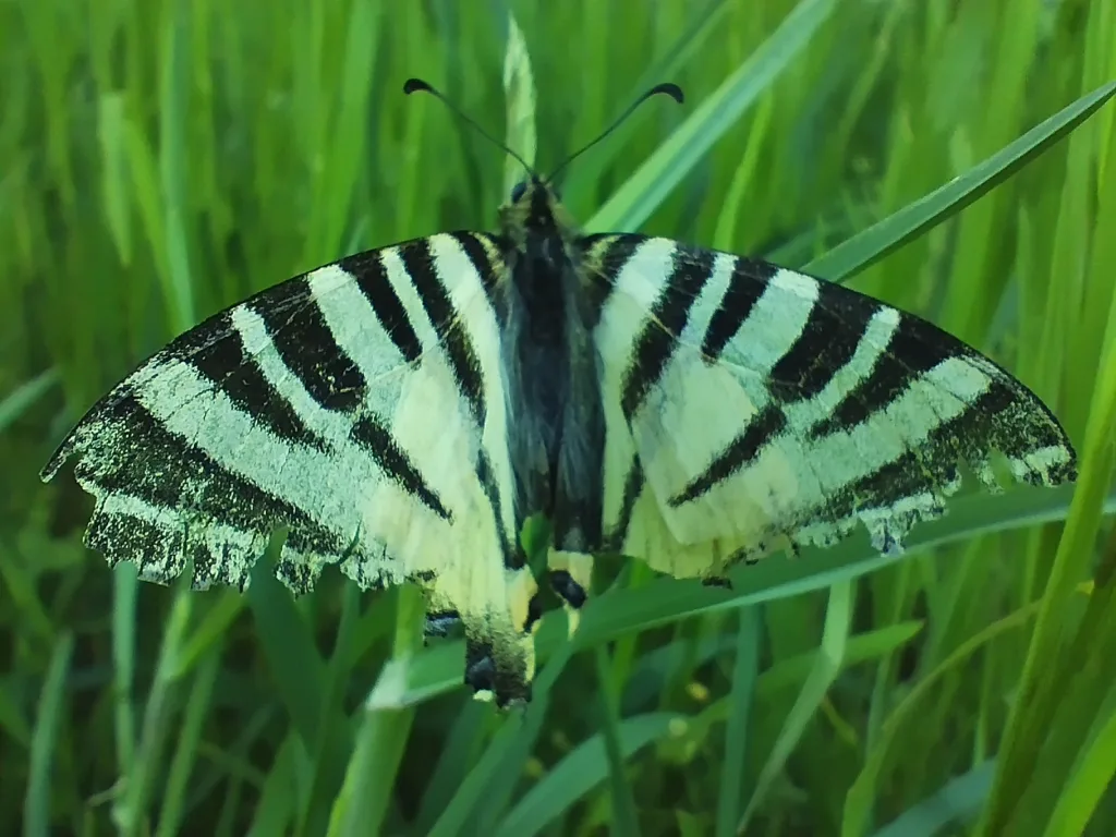 Kardfarkú pillangó (Iphiclides podalirius, védett)