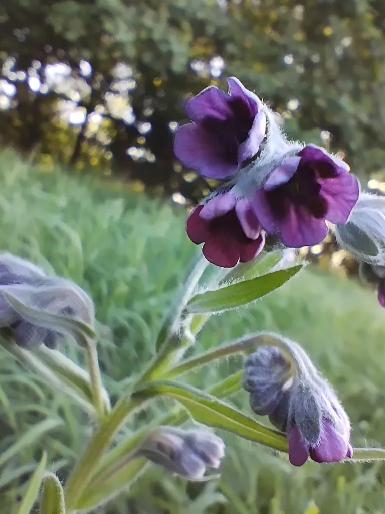 Közönséges ebnyelvfű (Cynoglossum officinalis)