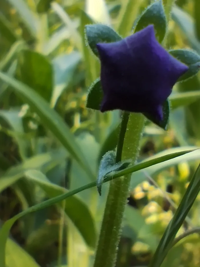 Lila ökörfarkkóró (Verbascum phoeniceum)
