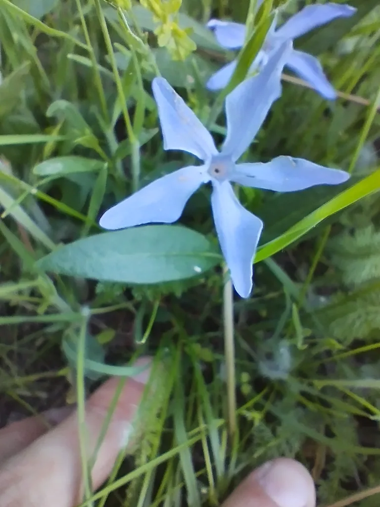 Pusztai meténg (Vinca herbacea, védett)